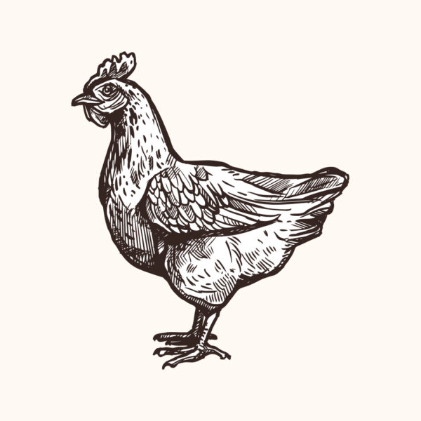 Poulets